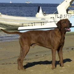 Shangani Cinga
