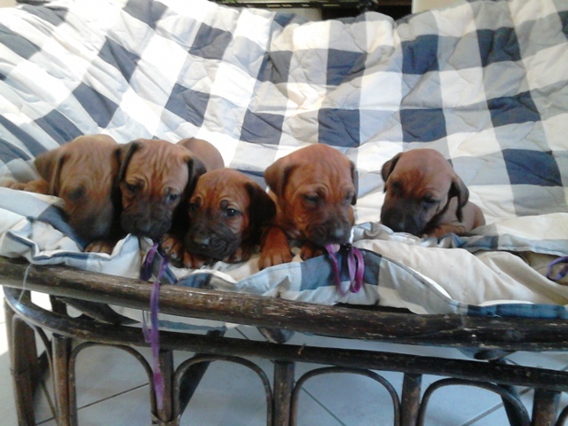 Puppy