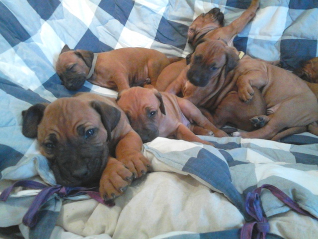 Puppy